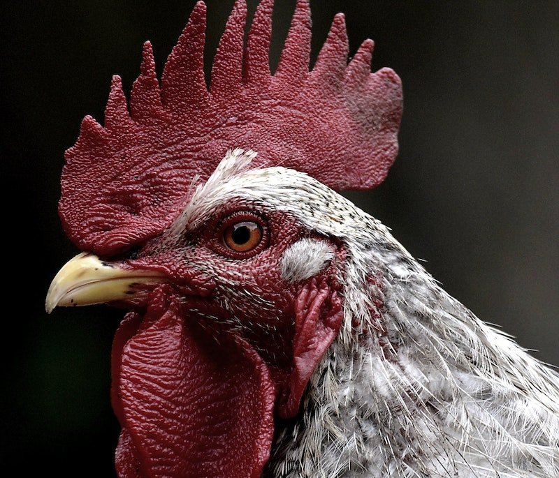 blur-chicken-close-up-458825