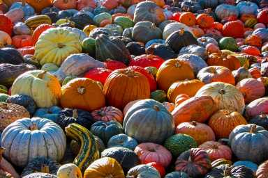 a field of different shapes and colors of pumpkins
